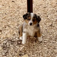 Thunder, a male Australian Shepherd for sale in Coleman, TX – Photo 1 of 10