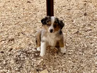 Thunder, a male Australian Shepherd for sale in Coleman, TX – Photo 1 of 10