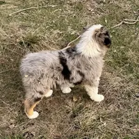 Thunder, a male Australian Shepherd for sale in Coleman, TX – Photo 10 of 10