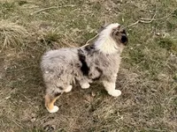 Thunder, a male Australian Shepherd for sale in Coleman, TX – Photo 10 of 10
