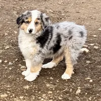 Thunder, a male Australian Shepherd for sale in Coleman, TX – Photo 3 of 10
