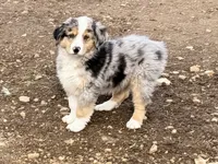 Thunder, a male Australian Shepherd for sale in Coleman, TX – Photo 3 of 10