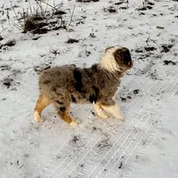 Thunder, a male Australian Shepherd for sale in Coleman, TX – Photo 8 of 10