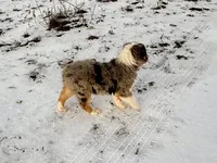 Thunder, a male Australian Shepherd for sale in Coleman, TX – Photo 8 of 10
