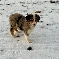 Thunder, a male Australian Shepherd for sale in Coleman, TX – Photo 2 of 10
