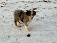 Thunder, a male Australian Shepherd for sale in Coleman, TX – Photo 2 of 10