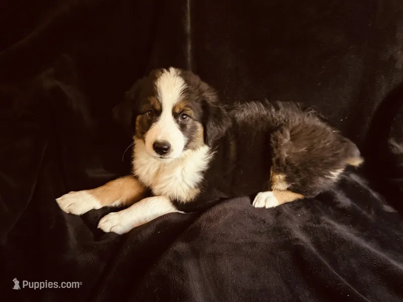 Sky – Miniature Australian Shepherd puppy for sale in Coleman, TX