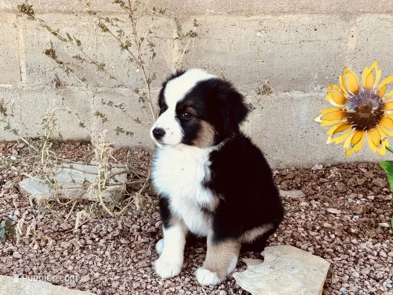 Zuri – Miniature Australian Shepherd puppy for sale in Coleman, TX