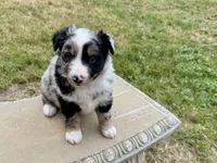 Wyatt, a male Australian Shepherd for sale in Coleman, TX – 9 of 10