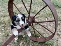 Wyatt, a male Australian Shepherd for sale in Coleman, TX – 3 of 10
