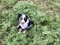 Wyatt, a male Australian Shepherd for sale in Coleman, TX – 6 of 10