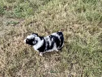 Wyatt, a male Australian Shepherd for sale in Coleman, TX – 2 of 10