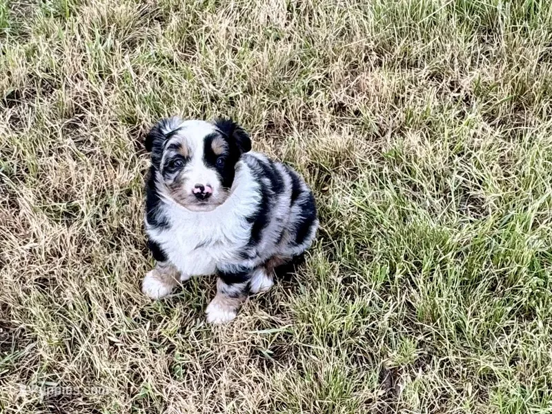 Wyatt – Australian Shepherd puppy for sale in Coleman, TX