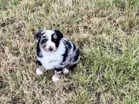 Wyatt, a male Australian Shepherd for sale in Coleman, TX – 1 of 10