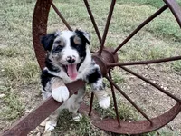 Wyatt, a male Australian Shepherd for sale in Coleman, TX – 8 of 10