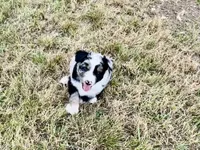 Wyatt, a male Australian Shepherd for sale in Coleman, TX – 7 of 10
