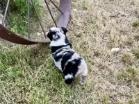 Wyatt, a male Australian Shepherd for sale in Coleman, TX – 4 of 10