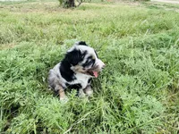 Wyatt, a male Australian Shepherd for sale in Coleman, TX – 10 of 10