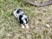 Wyatt, a male Australian Shepherd for sale in Coleman, TX – 5 of 10