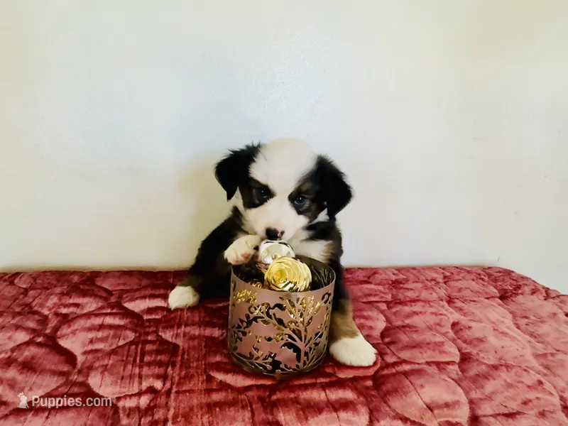 Pinky – Miniature Australian Shepherd puppy for sale in Coleman, TX