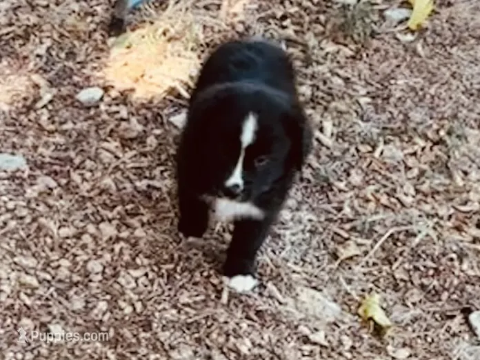 Midnight – Miniature Australian Shepherd puppy for sale in Coleman, TX