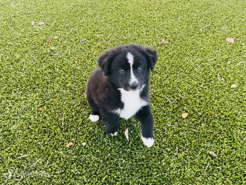 Midnight – Miniature Australian Shepherd puppy on hold in Coleman, TX