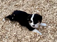 processed/e0fa93bb-9fd6-46c6-ba95-a992959405c6/listing/483f0bc4-85f2-4caf-851e-071026473f19/9bfe18e3-6ed6-4f39-8510-26b0c2af4486