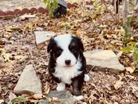 Zuri, a female Miniature Australian Shepherd for sale in Coleman, TX – 9 of 10