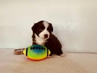 Skipper, a male Miniature Australian Shepherd for sale in Coleman, TX – 8 of 10