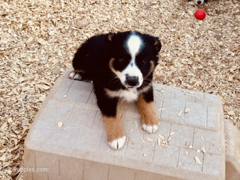 Lea  – Miniature Australian Shepherd puppy for sale in Coleman, TX