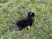 Lea , a female Miniature Australian Shepherd for sale in Coleman, TX – Photo 5 of 8