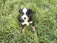 Lea , a female Miniature Australian Shepherd for sale in Coleman, TX – Photo 6 of 8