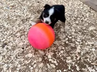 Lea , a female Miniature Australian Shepherd for sale in Coleman, TX – Photo 8 of 8