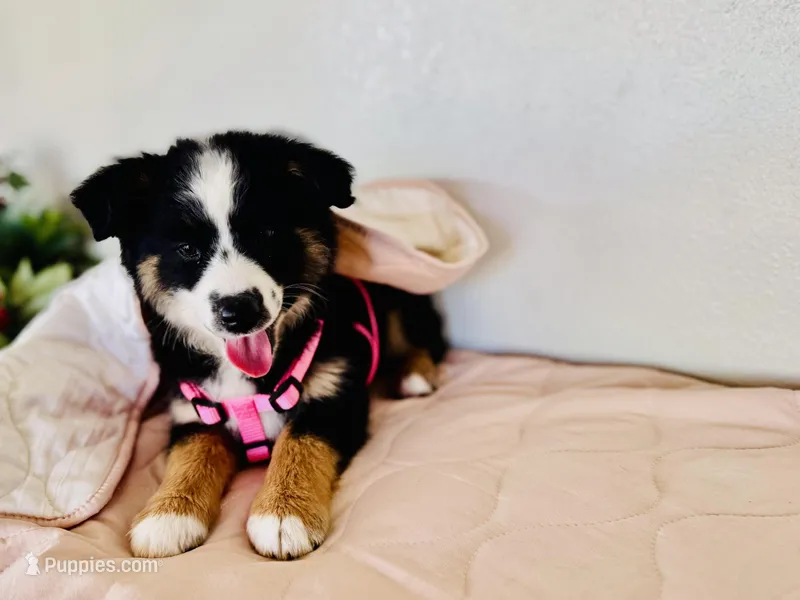 Lea  – Miniature Australian Shepherd puppy for sale in Coleman, TX