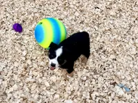 Lea , a female Miniature Australian Shepherd for sale in Coleman, TX – Photo 7 of 8