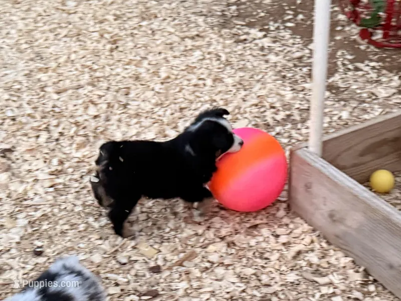 Lea  – Miniature Australian Shepherd puppy for sale in Coleman, TX