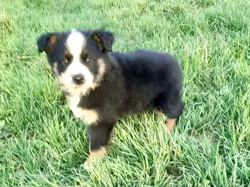 Lea  – Miniature Australian Shepherd puppy for sale in Coleman, TX