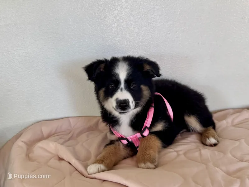 Lea  – Miniature Australian Shepherd puppy for sale in Coleman, TX