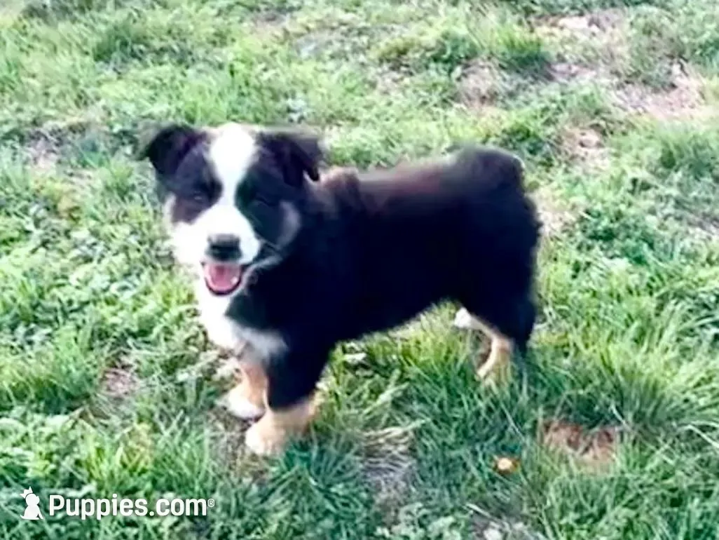 Lea  – Miniature Australian Shepherd puppy for sale in Coleman, TX