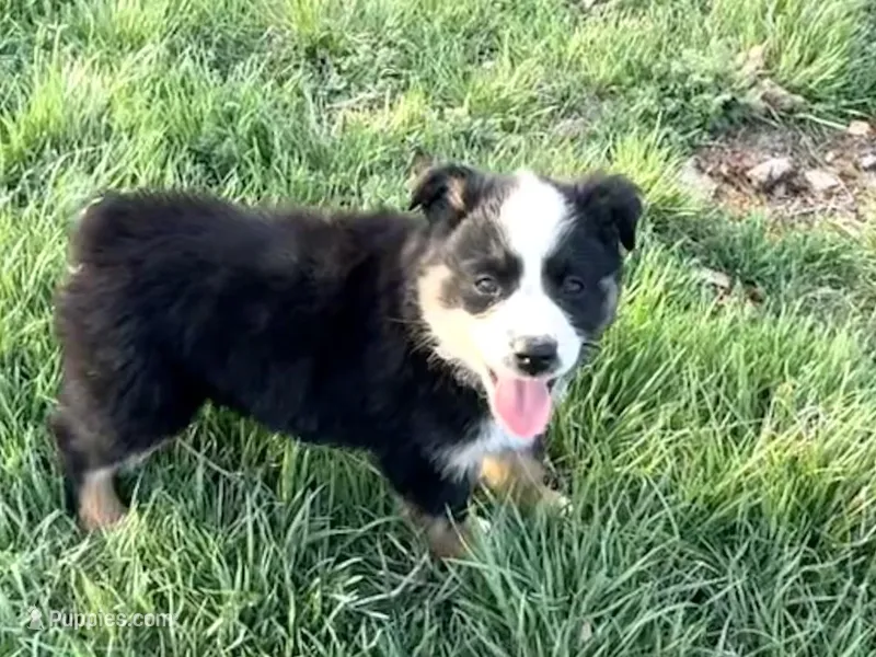 Lea  – Miniature Australian Shepherd puppy for sale in Coleman, TX