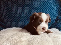 Skipper, a male Miniature Australian Shepherd for sale in Coleman, TX – 4 of 10