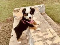 Pinky, a female Miniature Australian Shepherd for sale in Coleman, TX – 4 of 10