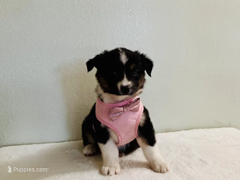 Demi – Australian Shepherd puppy for sale in Coleman, TX