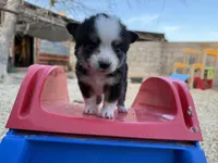 Bini, a female Miniature Australian Shepherd for sale in Coleman, TX – Photo 5 of 10