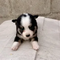 Bini, a female Miniature Australian Shepherd for sale in Coleman, TX – Photo 1 of 7