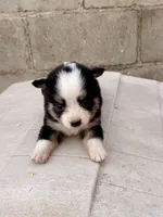 Bini, a female Miniature Australian Shepherd for sale in Coleman, TX – Photo 1 of 10