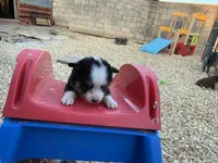 Bini, a female Miniature Australian Shepherd for sale in Coleman, TX – Photo 7 of 10
