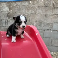 Bini, a female Miniature Australian Shepherd for sale in Coleman, TX – Photo 7 of 7