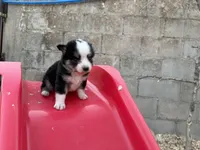 Bini, a female Miniature Australian Shepherd for sale in Coleman, TX – Photo 10 of 10