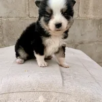 Bini, a female Miniature Australian Shepherd for sale in Coleman, TX – Photo 4 of 7